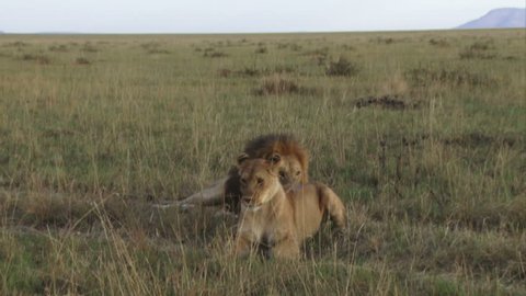 Side View Lion Couple Mating Wild Stock Footage Video (100% Royalty