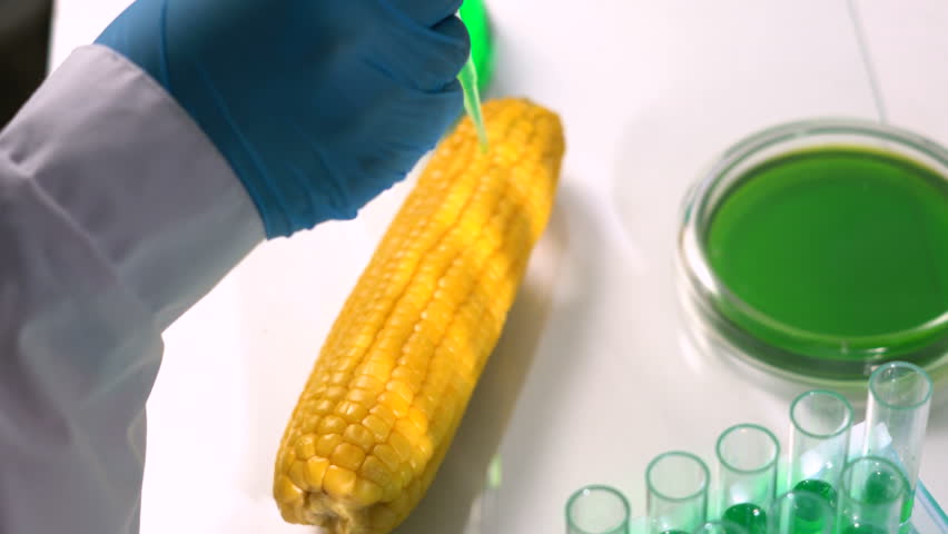 Scientist inspecting and injecting chemicals into a corn in order to genetically modify it - Powered by Shutterstock - Get 15% off with code: PIKWIZARD15