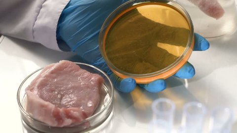 A scientist in the laboratory conducts a microbiological analysis of meat.