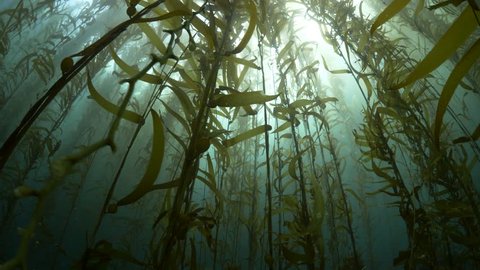 california sheephead dives down in kelp forest