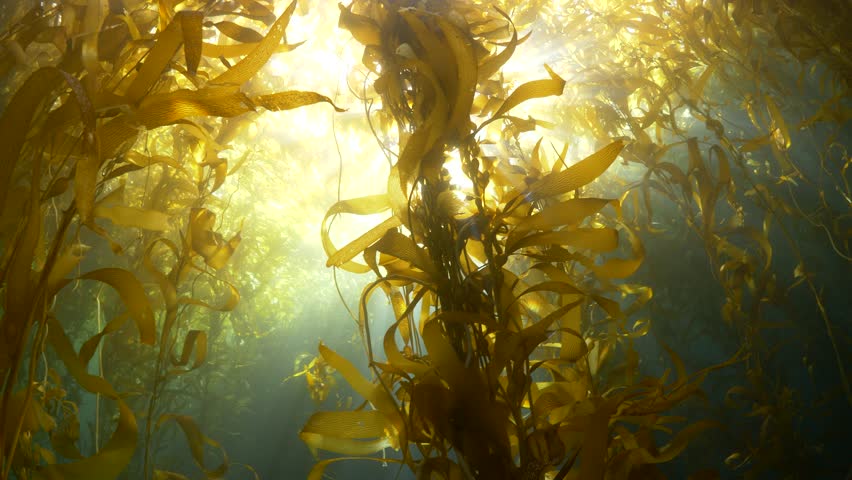 kelp near the surface with sunlight shining through, shot at a dive spot at the Channel Islands, offshore California Royalty-Free Stock Footage #1021408954