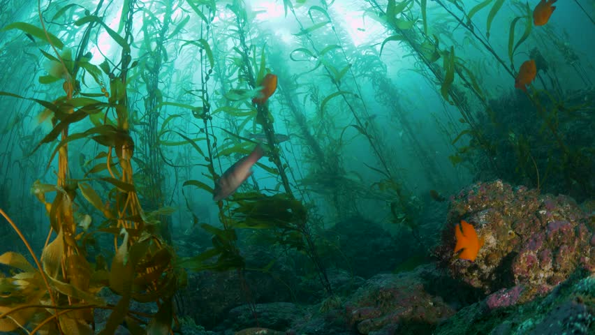 kelp forest with Garibaldi fish and a colorful gorgonian, shot at a dive spot at the Channel Islands, offshore California Royalty-Free Stock Footage #1021409113