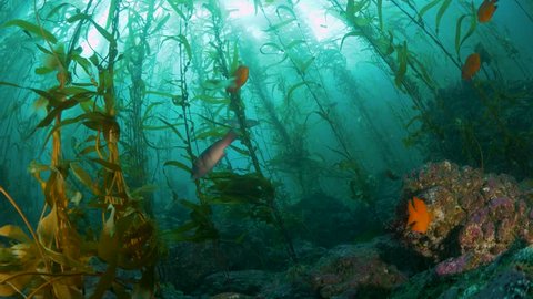 kelp forest with Garibaldi fish and a colorful gorgonian, shot at a dive spot at the Channel Islands, offshore California