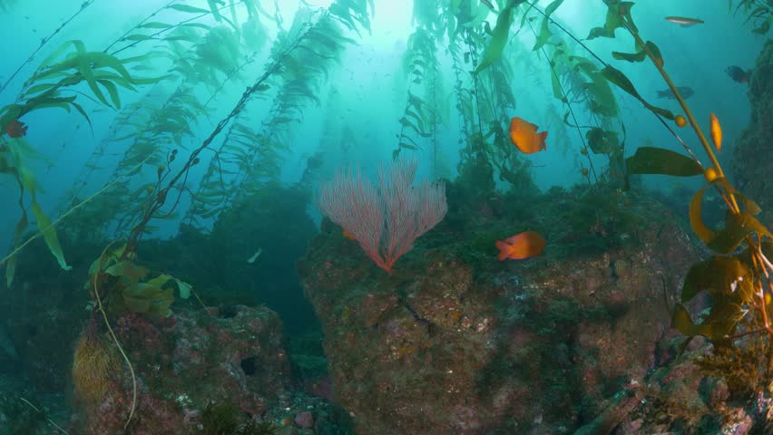 kelp forest with Garibaldi fish and a colorful gorgonian, shot at a dive spot at the Channel Islands, offshore California Royalty-Free Stock Footage #1021409116