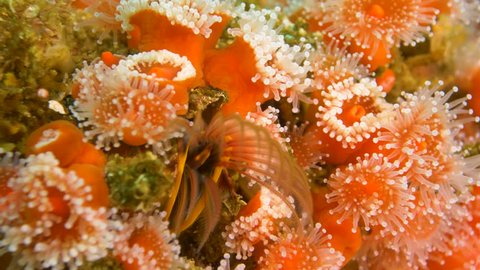 macro shot of a Barnacle grabbing for food surrounded by Strawberry anemones , shot at a dive spot at the Channel Islands, offshore California