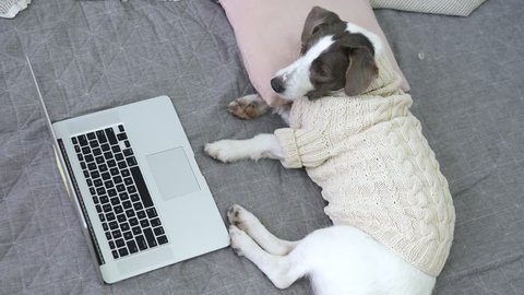 Dog Wearing Knit Sweater Watching A Movie On Laptop Lying On Bed. Coziness Concept.