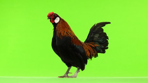  Rooster crowing on green screen. 