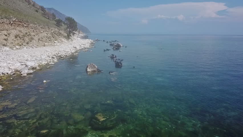 Freshwater seals swim on the shores of Lake Baikal. Aerial shooting from the drone.