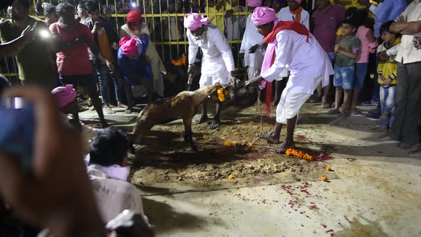 Jagdalpur / India 18 October 2018 A Hindu devotee lines up to slaughter a goat at bastar Jagdalpur in Chhattisgarh India