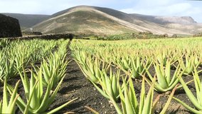 Aloe vera field plantation, Lanzarote, Canary Islands, Spain, 4k footage video.