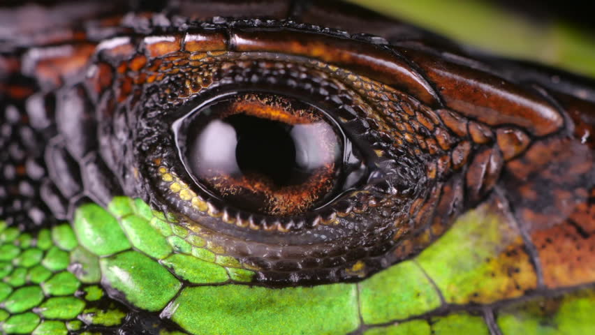 Forest Whiptail Lizard (Kentropyx pelvic eps) blinking eye in slow motion. Nictitating membrane can be seen crossing the eye. Shot in the Ecuadorian Amazon.  Royalty-Free Stock Footage #1021420474