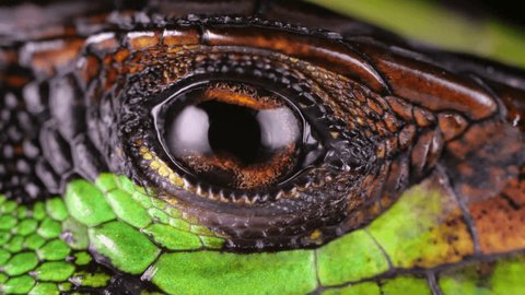 Forest Whiptail Lizard (Kentropyx pelvic eps) blinking eye in slow motion. Nictitating membrane can be seen crossing the eye. Shot in the Ecuadorian Amazon. 