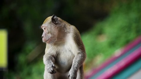 Close Up Of Monkey Scratching Back And Looking At Camera