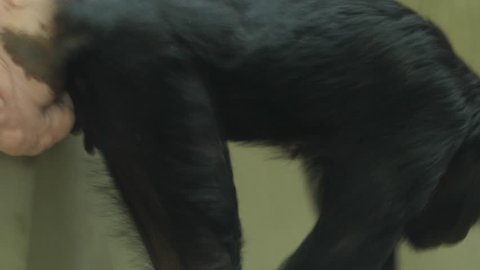 Tracking shot of shot of bonobo (pygmy chimpanzee) walking toward the right. Shot of lower body and backside of a female bonobo.