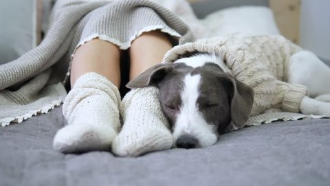Female Feet In Knitted Socks And Dog Sleeping On Bed. Coziness Concept.