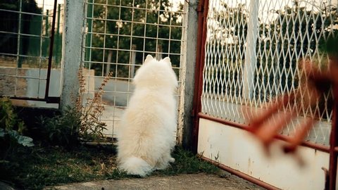 Samoyed dog howling