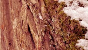 Red bark of conifer tree close-up with moss and snow. Hebdhield 4k (UHD) video