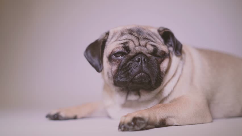 Funny Pug Puppy. Portrait of a cute pug dog with big sad eyes and a questioning look on a white background, Beige pug with huge eyes | Shutterstock HD Video #1021429135