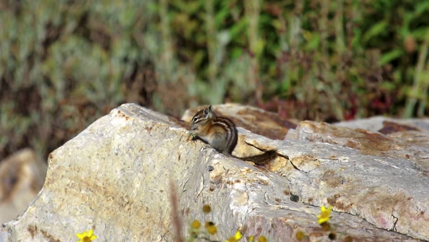 Chipmonk siting on a bolder and eating a flower bud