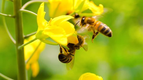 Slow motion of honeybee busy in rape seed flower in spring field