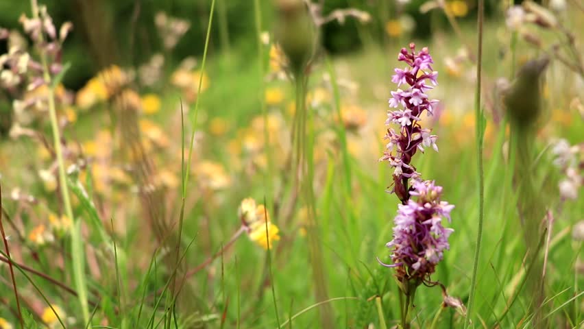 Close up of wild flowers in the Swiss Alps during summer.