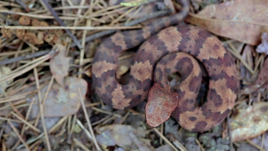 Overhead shot of a small juvenile Western Cottonmouth, Agistrodon piscivores leucostoma, coiled on dried leaves on the forest floor flicking it