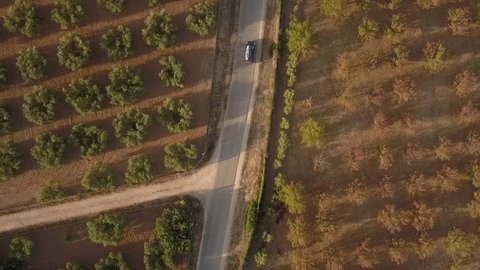 Aerial view of car driving trough olive plantation in Sardinia, Italy. Vehicleing in the Italian rural countryside. Concept of agriculture, farming, sustainability, tourism, travel, holiday.