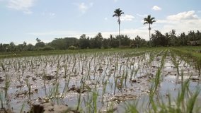 Close-up video shooting: the rice in the field. Lombok Island, Indonesia, August 2018