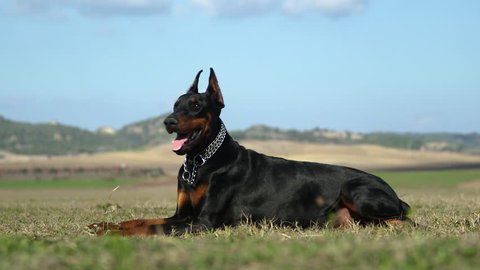 what is a king doberman