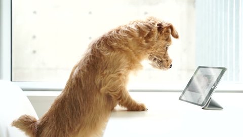 Norfolk terrier dog watching tablet computer