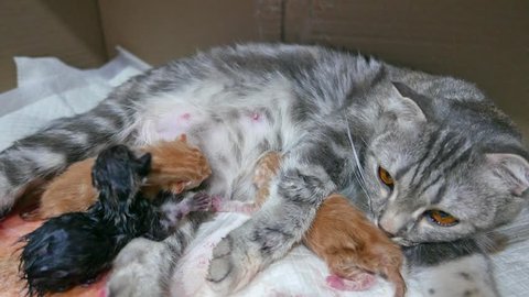 Mother Cats taking care and Protecting their cute Kittens safety