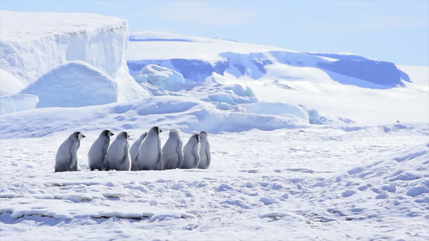 Emperor Penguin chicks on the ice Royalty-Free Stock Footage #1021456414
