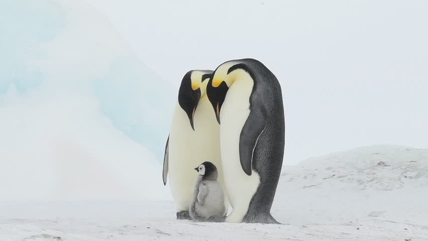 Emperor Penguin with chicks in Antarctica Royalty-Free Stock Footage #1021456426