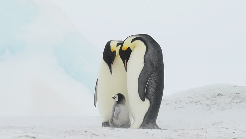 Emperor Penguin with chicks in Antarctica | Shutterstock HD Video #1021456426
