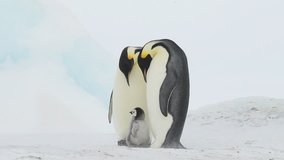Emperor Penguin with chicks in Antarctica - Powered by Shutterstock - Get 15% off with code: PIKWIZARD15
