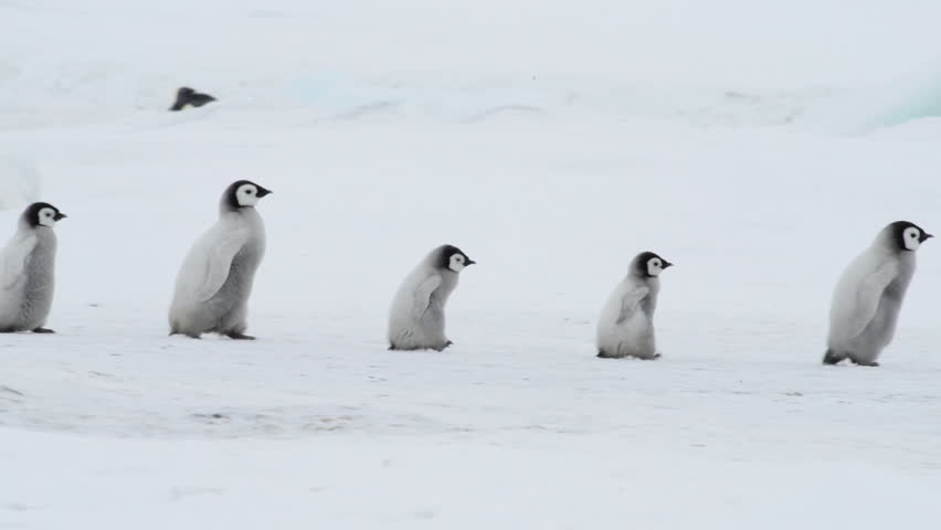 Emperor Penguin with chicks in Antarctica Royalty-Free Stock Footage #1021456429
