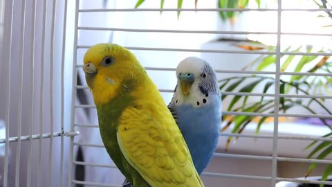 Budgerigar close up on the bird cage.Melopsittacus undulatus.Wavy parrot sits on a perch in a cage.pair of parakeets flirting.Blue and yellow budgie talking together.nice parrots perus cople.
