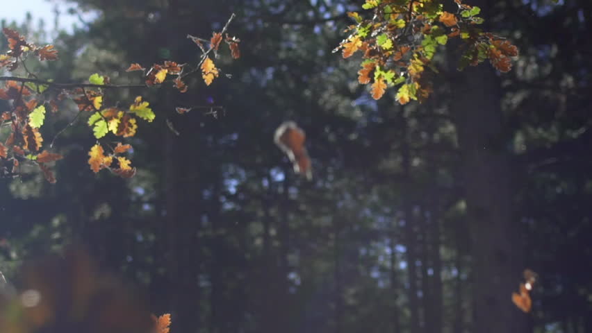 Orange and yellow dry leaves falling from trees in a bright day of autum with sun rays passing through the branches. Magical atmosphere. 