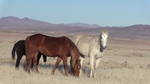 Wild Horses in the Utah desert