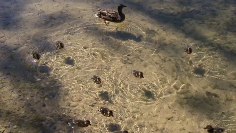 Mallard with ducklings swims in the lake.
