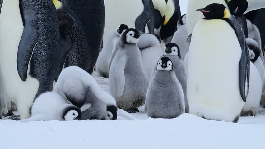 Emperor Penguin with chicks in Antarctica | Shutterstock HD Video #1021468759