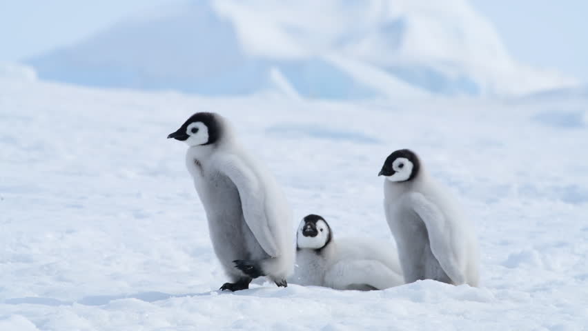 Emperor Penguin chicks on the ice Royalty-Free Stock Footage #1021468798
