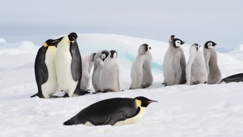 Emperor Penguin with chicks in Antarctica