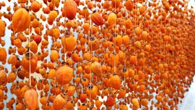 Hanged japanese style persimmons (Japanese traditional food / Dried persimmon) close up, made in Dalat, Vietnam.