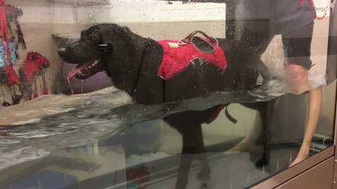WIRRAL, CHESHIRE/ENGLAND - JULY 27, 2017: Dog has hydro therapy after hip surgery at a veterinary surgery. Canine hydrotherapy is a form of hydrotherapy for the treatment of post-operative recovery.