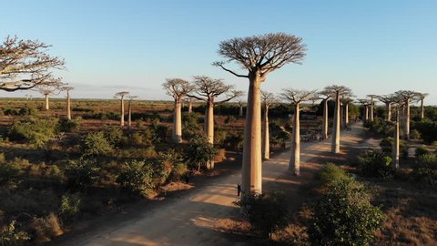 Avenue de Baobab, Madagascar