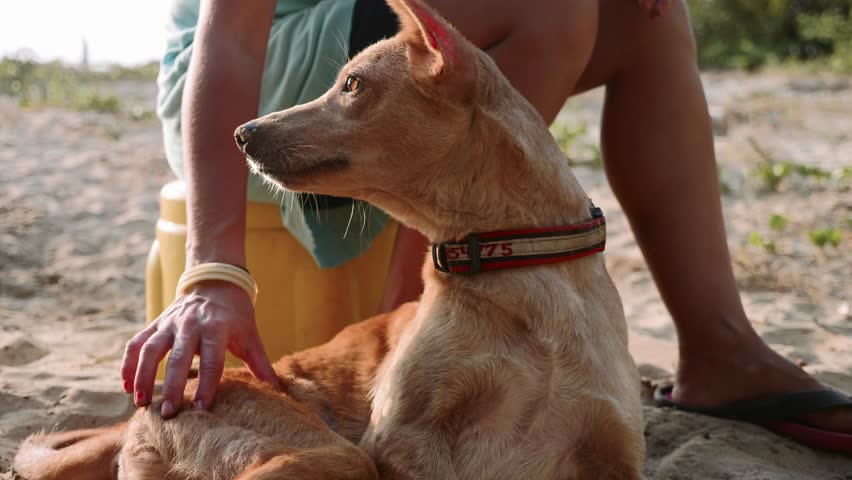 Girl volunteer in the nursery for dogs doing physiotherapy massage for cute adult dog.