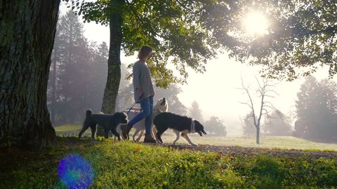 A happy woman walking with dogs in nature, under the trees in the morning with beautiful sun flare. She is leading them on the leash. 