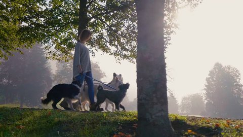 A slow motion shot of a dog lover walking dogs on the leash in the forest in the morning with beautiful sun flare. 