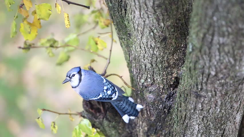 One wet blue jay Cyanocitta cristata, bird perched on tree during autumn rain in Virginia, raining, flying jumping down away high angle view